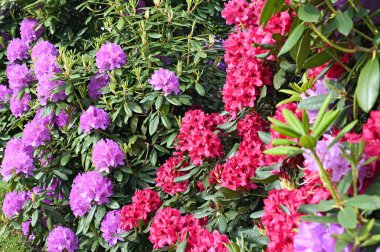 kırmızı ve mor ortanca çiçeği bahçesi