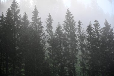 Sis ortamında çam ağaçları