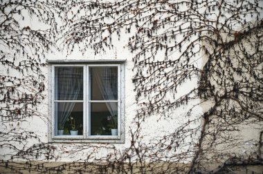 Tahta pencereli duvar ve sarmaşık bitkisi Viyana Avusturya