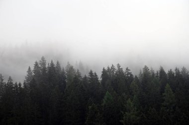 Sisli arazide çam ağaçları Kötü Gastein Avusturya