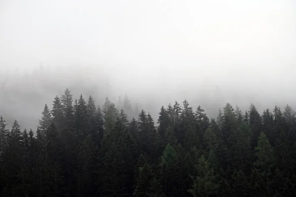 霧の風景の松の木 Bad Gasein Austria — ストック写真