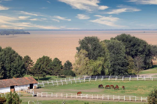 Ranch Con Cavalli Nel Paesaggio Corallino — Foto Stock
