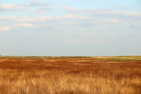 Reed Field Landscape Autumn Season — Stock Photo, Image