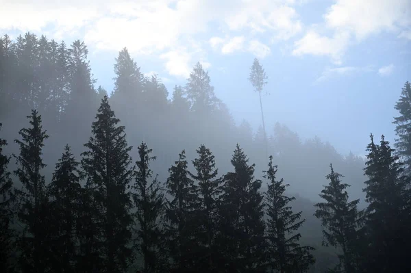雾中的松树奥地利巴德加斯坦 — 图库照片