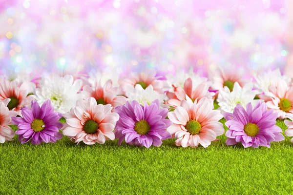 粉红色和白色的花在草和抽象五颜六色的背景 — 图库照片