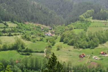 Ormanda bir patika manzarası