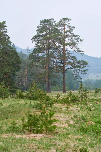 Krásný Výhled Horskou Louku Jaře — Stock fotografie