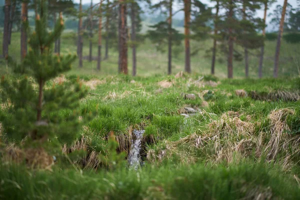 Prachtig Uitzicht Bergbeekje Het Voorjaar — Stockfoto