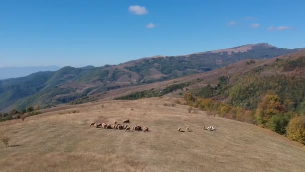 塞尔维亚 巴尔干山区斯塔拉高原的无人驾驶飞机视频 — 图库视频影像