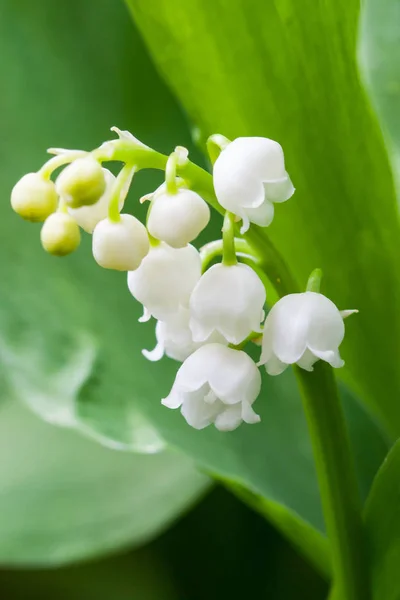 Blommande Liljekonvalj — Stockfoto