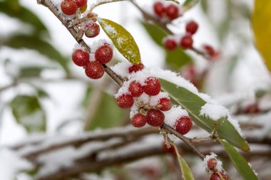 Olgun sonbahar zeytin meyveleri (iğde Umbellata) 