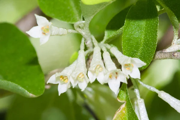 Blommande på Elaeagnus Umbellata — Stockfoto