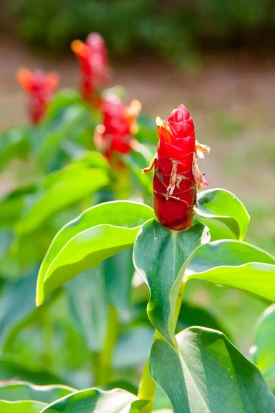 Red Costus Spiral Gingers Growing Garden Vertical Formation — Stock Photo, Image