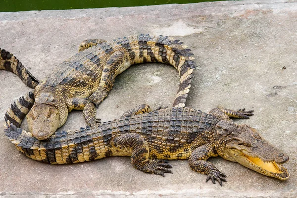 Zwei Krokodile Lagen Auf Einer Betonplattform Der Nähe Des Pools — Stockfoto