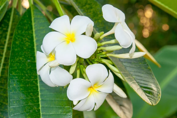 Vita Plumeria Blommor Closeup Tropisk Växt Konungariket Thailand — Stockfoto