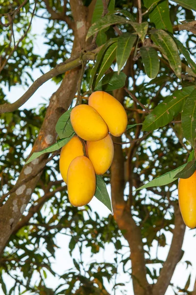 Manga Frutas Estão Penduradas Árvore Imagem Vertical — Fotografia de Stock