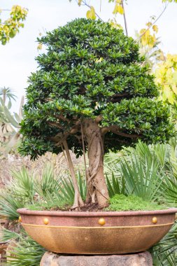 Bonsai ağacı Nong Nooch parkında olduğunu