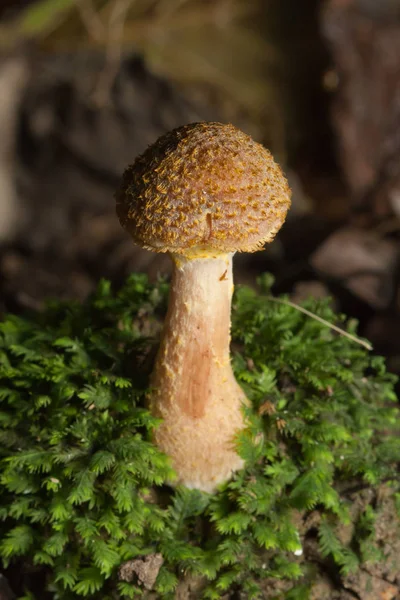 Медовый гриб растет на пне в лесу. Крупный план . — стоковое фото