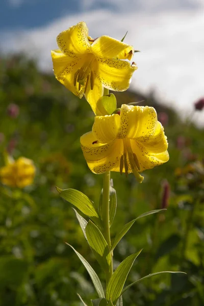 Lily Kesselring (Lilium kesselringianum) is in the mountains, No — Stock Photo, Image