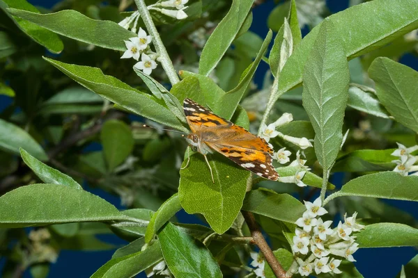 Motýl Vanessa cardui je na kvetoucí větvi — Stock fotografie