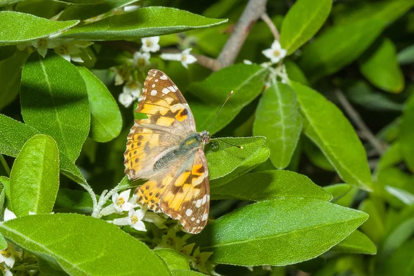 Schmetterling vanessa cardui ist auf einem blühenden Zweig — Stockfoto