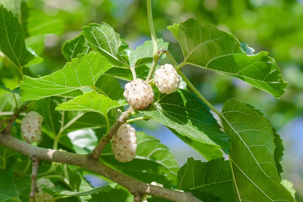 Mulberry (Morus alba) jsou na stromě. Stock Snímky