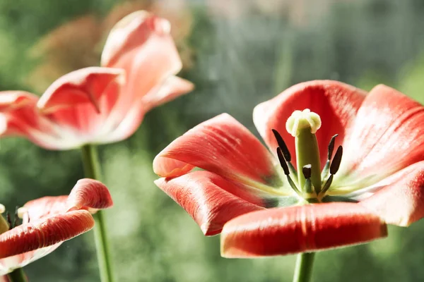 Tulipanes Rojos Sobre Fondo Verde —  Fotos de Stock
