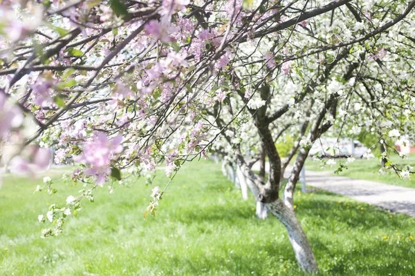 Çiçekte Elma Ağaçları