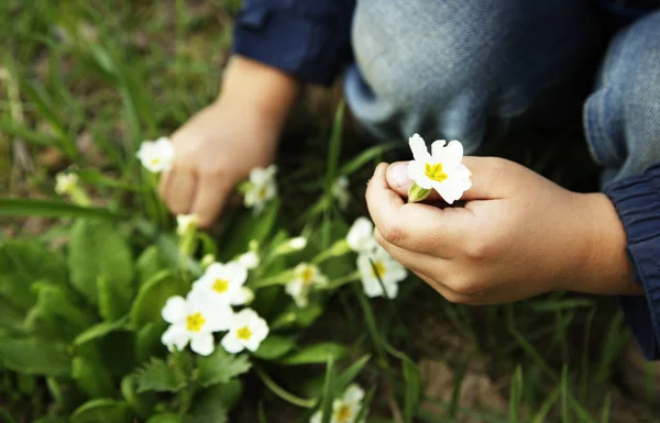 Manos Niños Con Flores Blancas Ellos — Foto de Stock
