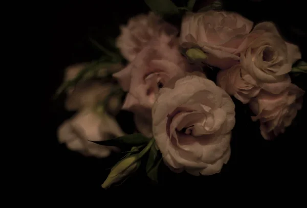 Rosas desbotadas — Fotografia de Stock