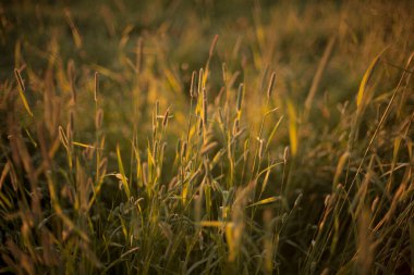 Altın baharatların günbatımı