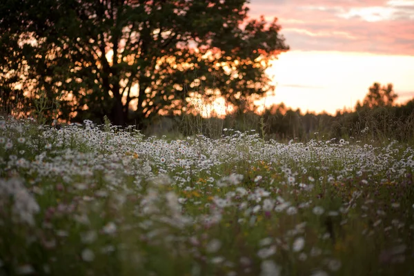 Zonsondergang Het Kamilleveld Rechtenvrije Stockfoto's