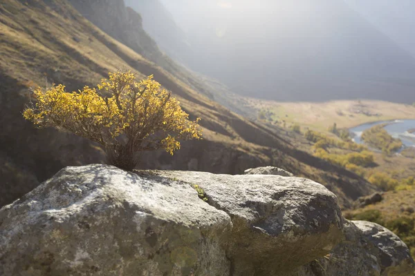 Bonsái Salvaje Pino Sobre Rocas Areniscas Niebla Amarilla Valle Bajo —  Fotos de Stock