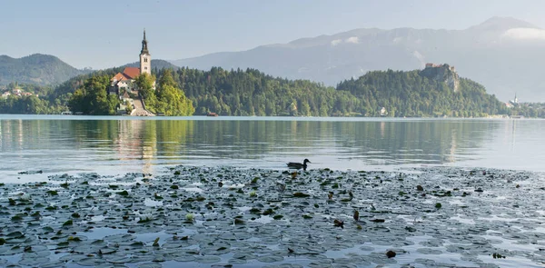 Szlovénia Bled Nyári — Stock Fotó