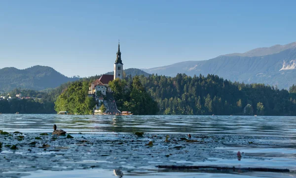 Bled Sziget Hegyek Háttérben Szlovénia Európa — Stock Fotó