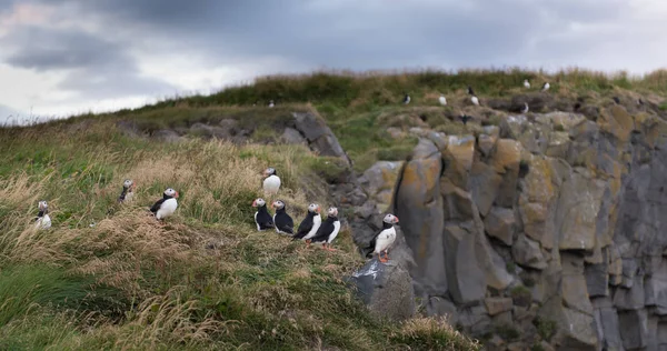 在冰岛北大西洋海雀 — 图库照片