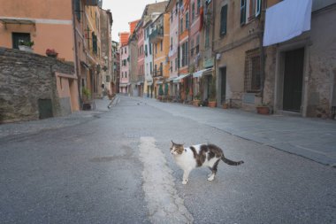 Sokakta - Vernazza, Liguria, İtalya için büyüleyici bir sokakta bir kedi kedi. 