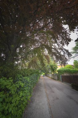 Ağaçlar ve bahçeleri ile banliyö konut sokak