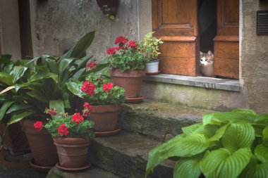 Bir kedi üzerinde kapı ortasında seyir güzel çiçekler, Tuscany. İtalya