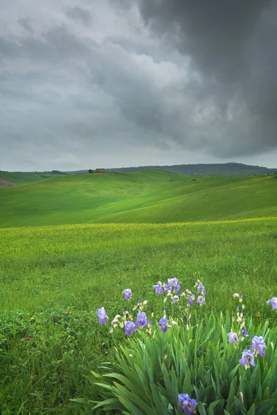 Весна Полях Тосканы Закате — стоковое фото