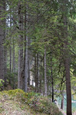 Bries Gölü, Dolomites, İtalya çevresinde muhteşem orman bir görünümünü