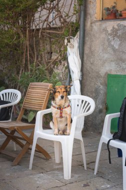 Sandalyede oturan komik köpek