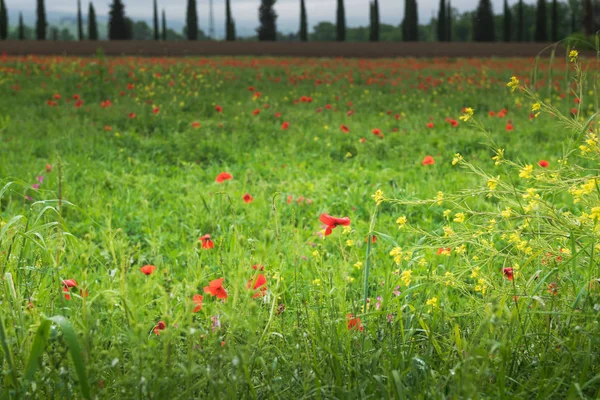 赤いケシ畑の風景イタリア トスカーナの春します — ストック写真