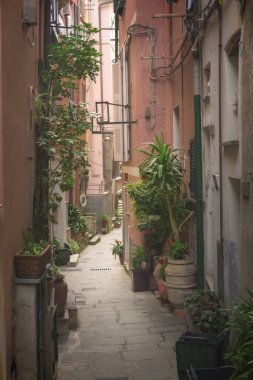 Eski sokak yeşil bitkiler, Vernazza, Cinque Terre, İtalya ile dekore edilmiştir..