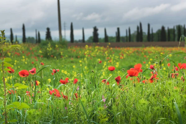 トスカーナ 春の時間 ヒノキの木と花と緑の風景にケシ畑 — ストック写真