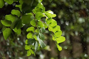 Güneş ile backlighted yeşil ağaç üzerinde ağır yağmur. 