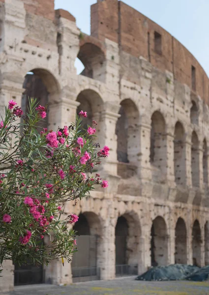 Flowers at dawn in front of the Colosseum in Rome