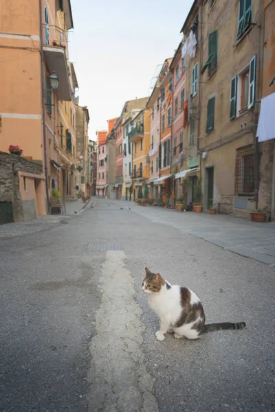 Cat on the street - A cat in a charming street in Vernazza, Liguria, Italy.