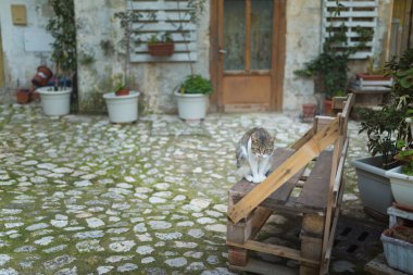 Sokak kedisi (evsiz, açık, üzgün, evde beslenen hayvan)