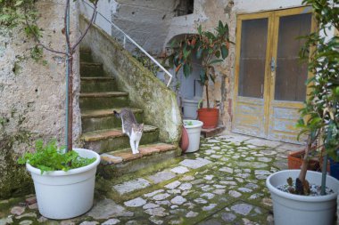 Sokak kedisi (evsiz, açık, üzgün, evde beslenen hayvan)